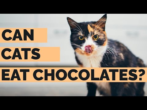 Will Chocolate Hurt Cats ? | Can Cats Eat Chocolate Answered !!.