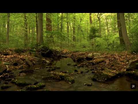 Paula Taylor counselling and psychotherapy video.