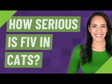 How serious is FIV in cats?