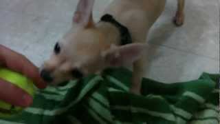 preview picture of video 'Abby - Our latest addition to the family. Chihuahua puppy.'