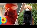Turning Red Real Life Side-By-Side | Pixar