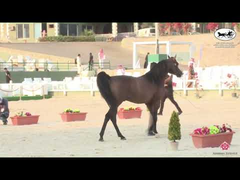 N 238 DASTAN   The 13th Makkah International Region Championship   Stallions 7 9 Years Old Class 11