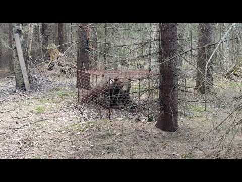 Karhu kanuloukussa 2