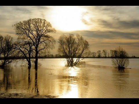 Musica dal Mondo, Musica Etnica e Musica Regionale