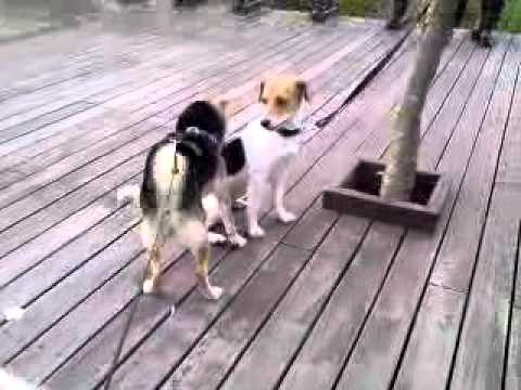 BOBO被....屁屁攻擊(原發表者:bolen912)(綜合討論)