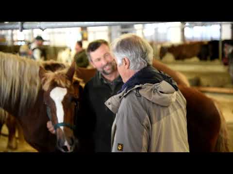 Noriker Fohlenmarkt Maishofen Sbg,20 09 2022