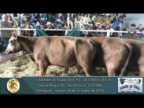 18-10-18 Venta de Vacas Angus P.C. S/S - Cab. La Tigra de E. y C. La Centella  S.A. - Tornquist