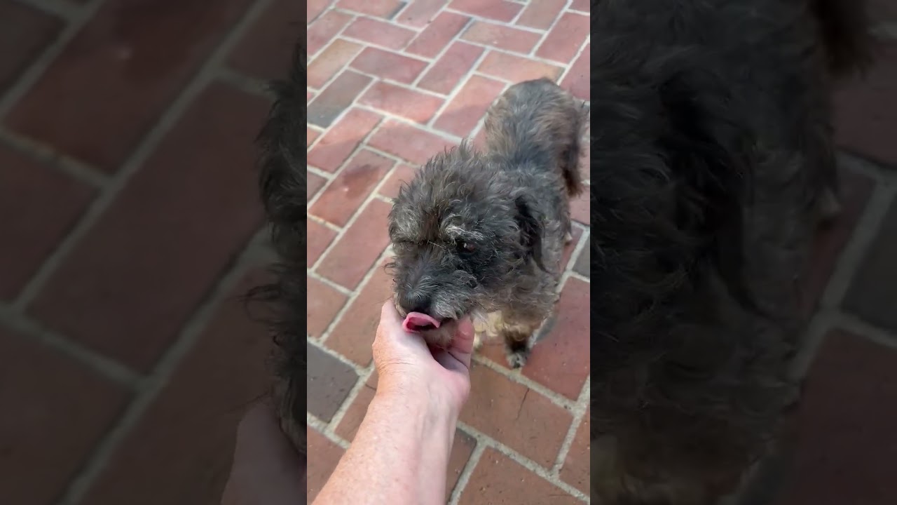 Enlarge Twinkle (bonded with Star) - Costa Mesa Location, a Adoptable mixed breed in Chino Hills, CA video 6/6