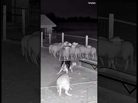 Why did the sheep act like that? Wait for end 😱 #cctv #scary #dog #sheep #creature #usa #viral #fyp
