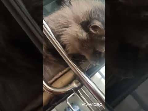 Василиса игрунья#cat #vasilisa #котики #котикимуркотики #кошечка #кошкамоя #любимыепитомцы #