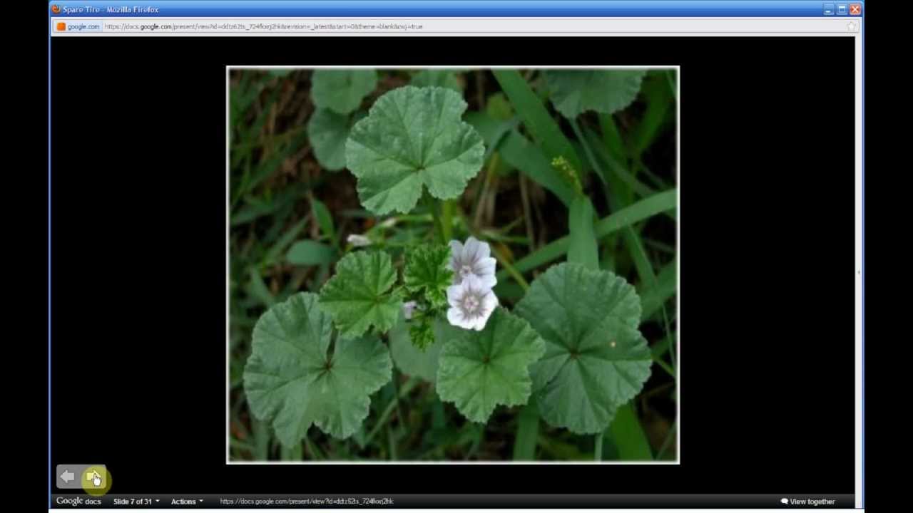 Malva neglecta | Common Mallow (Pt 1 of 2) - YouTube