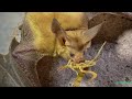 That’s Wild: Bats’ Ventricular Folds of Mayhem
