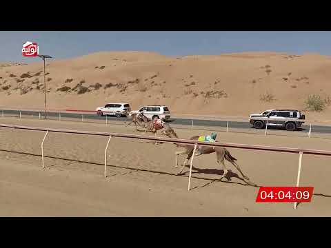  الشوط 23 (فال) لـ سلطان راشد بن حليس الكتبي 8:00 , شارة الديوان 2025/11/08 لقايا اللبسه 