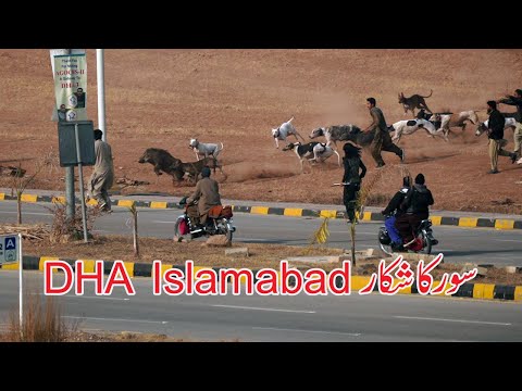 Wild Boar Hunting 2025  Islamabad | Hunting of Wild Boar with Dogs 2025 / Soor ka Shikar 2025