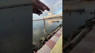 Download lagu Cara memancing di laut menggunakan umpan udang hidup #shorts #mancing #fishing mp3 Download lagu Cara memancing di laut menggunakan umpan udang hidup #shorts #mancing #fishing mp3