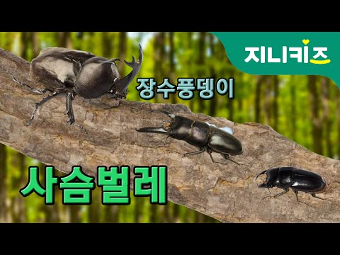 사슴벌레(Lucanidae) vs 장수풍뎅이(Dynastid beetle) | 생생자연도감 | 자연관찰 Science Story | 곤충동화