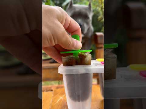 Hoje está Calor - Receita de Picolé para seu Cachorro - Nossa Rotina #americanbully