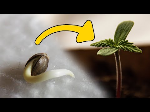 Wie man Cannabis Samen richtig keimen lässt