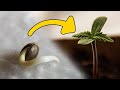 Wie Man Cannabis Samen Richtig Keimen Lässt