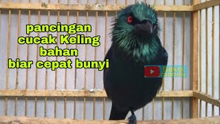 Download lagu Pancingan bikin cucak Keling bahan ikut bunyi mp3
