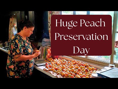 Huge Peach Preservation Day! Peach Fruit Roll Ups, Rosemary Peach Jam, Dehydrated Peaches.
