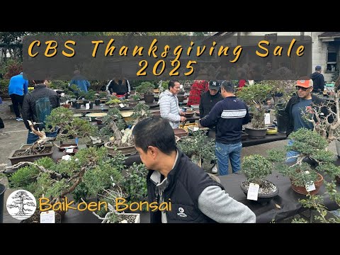 CBS Thanksgiving Sale 2025 | Shopping Tour | Baikoen Bonsai Club 