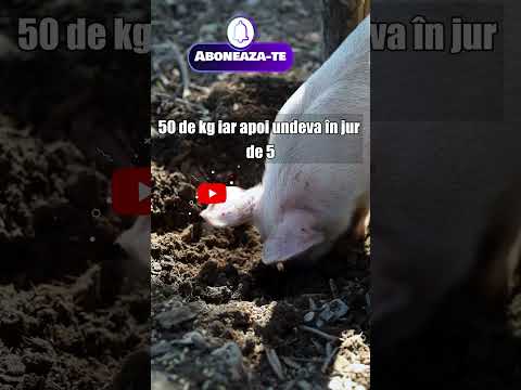 , title : 'Cat mananca un  PORC pe zi #animalesipasarideprincurte #porc'
