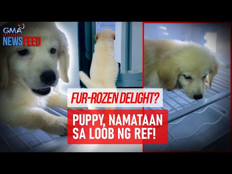 Fur-rozen delight? Puppy, namataan sa loob ng ref! GMA Integrated Newsfeed