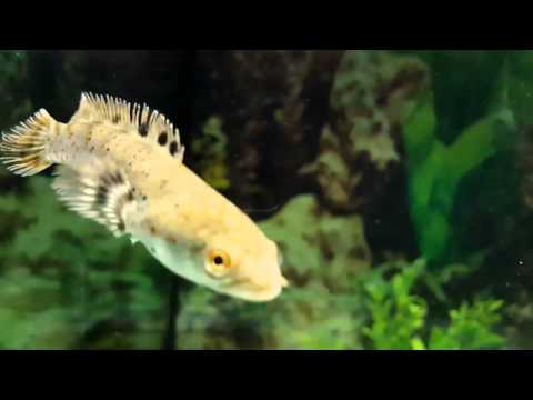 Tropical gourami goldfish snakehead fish