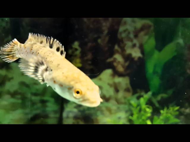 Tropical gourami goldfish snakehead fish