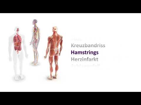MediFacts - Hamstrings
