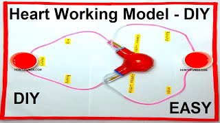 human heart working model using sponge ball - blood circulation model