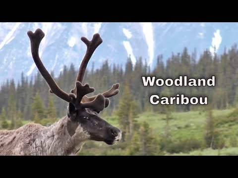 Woodland Caribou