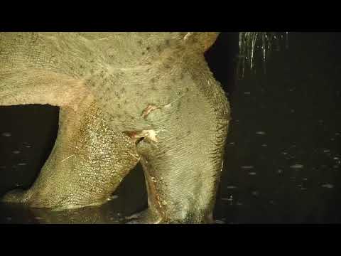 Djuma:  Hippo with injured leg comes to pan- 22:40 - 07/14/19