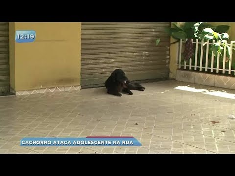 Cachorro de rua ataca adolescente no Jardim Aragarça