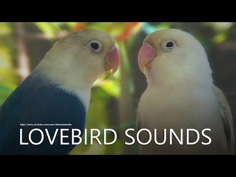 Lovebirds Chirping Sounds: White Head Lovebird - Blue Fischer's and Moccha