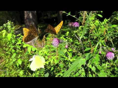 スジボソヤマキチョウの飛翔