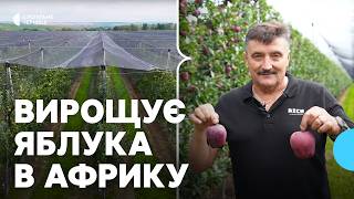 Як буковинець продає яблука в Україні та закордоном зі свого сімейного саду | Павло Агатій
