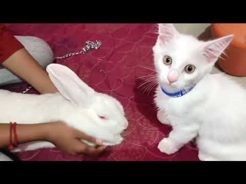 rabbit and cat funny Masti