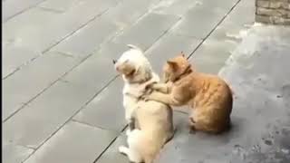 Download lagu Kata baba lucu habis mp3 Download lagu Kata baba lucu habis mp3