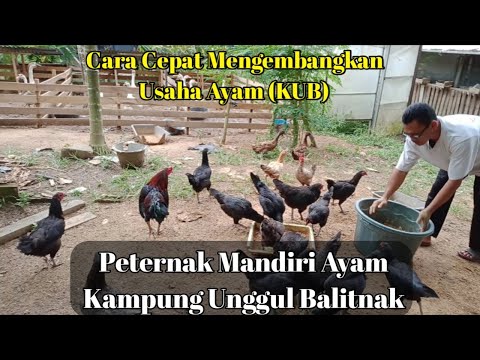 , title : 'PETERNAKAN MANDIRI Komplit ( KUB,Bebek,Entok dan Angsa )'