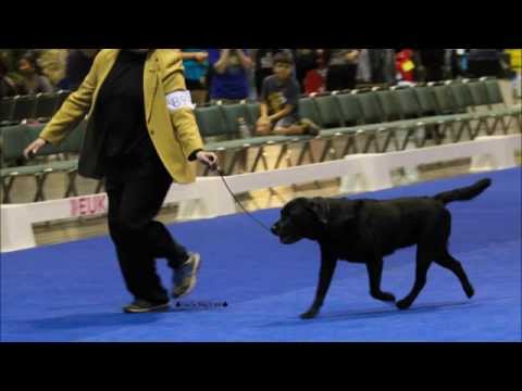 AKC Eukanuba 2013 Labrador Retriever Club Specialty Dog Show