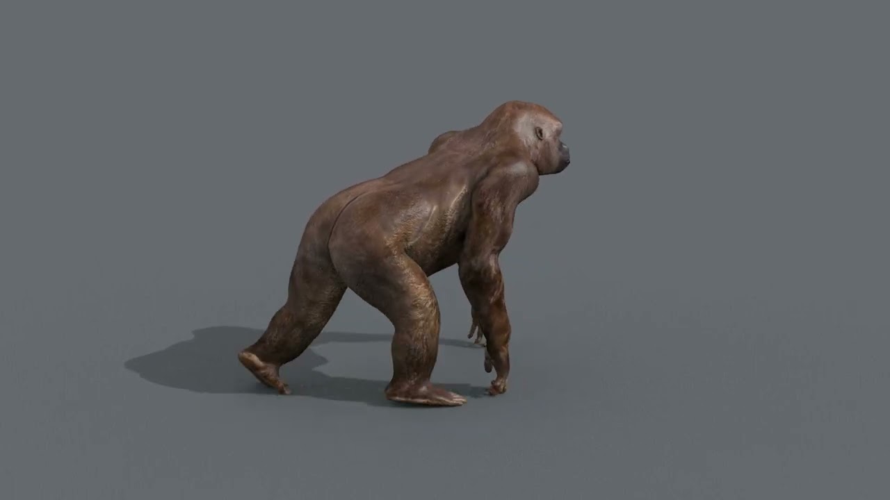 Gigantopithecus 8K- 3d animated 3D Model