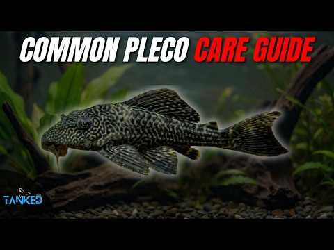 Common Pleco — kompletný sprievodca chovom