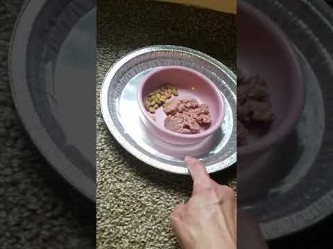 How to prevent ants in cat food. #antsincatfood
