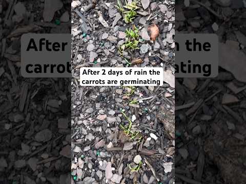 , title : 'The Surprising Effect of Rain: Carrots Begin to Sprout #gardening #grow #raisedbedgarden'