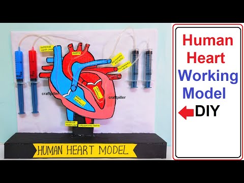 heart working model 3D making using syringe easy science project exhibition craftpiller