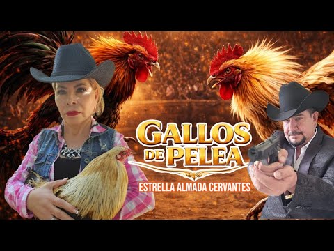 🎬Gallos De Pelea 🎥Pelicula completa