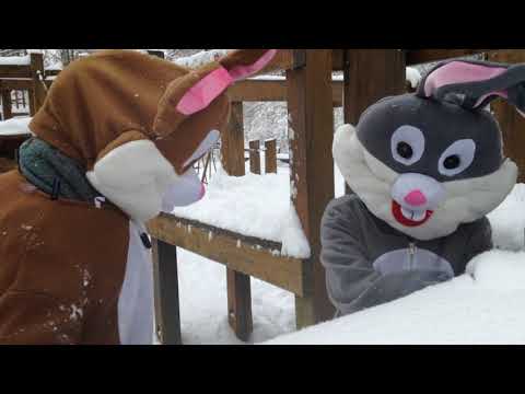 Zahnarzt Roger Barz Halle zwei Hasen im Schnee