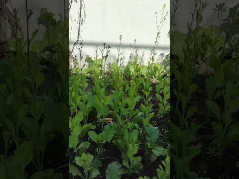 Mustard start flowering #mustard #flowers #plants #gardening #rishikesh